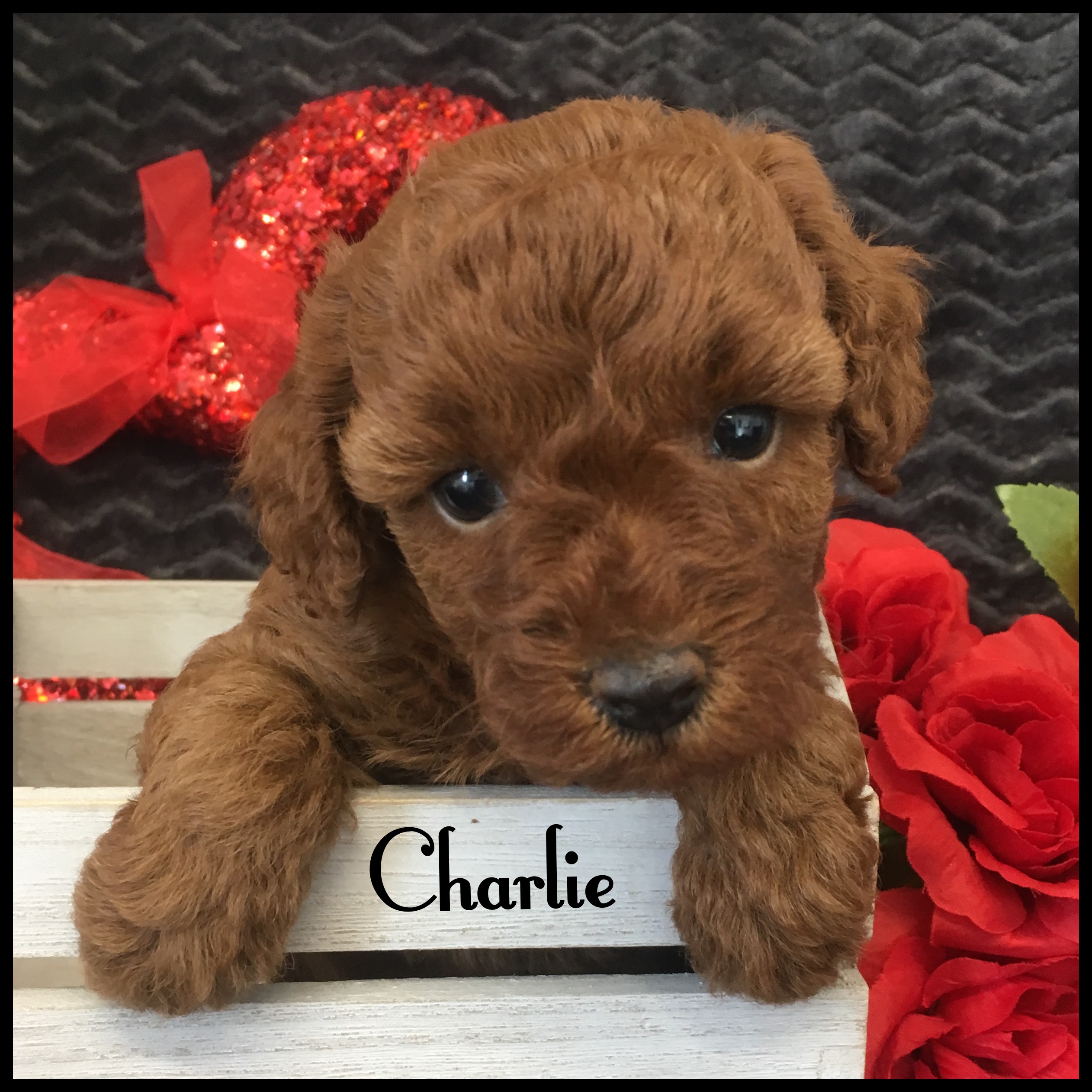 Charlie Found His Forever Home With A